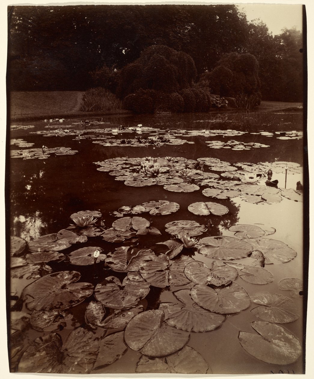 [Näckrosor] av Eugène Atget