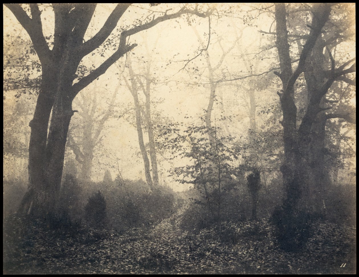 Fontainebleau. Skogen vid Barbizon, ca 1860. av Eugène Cuvelier