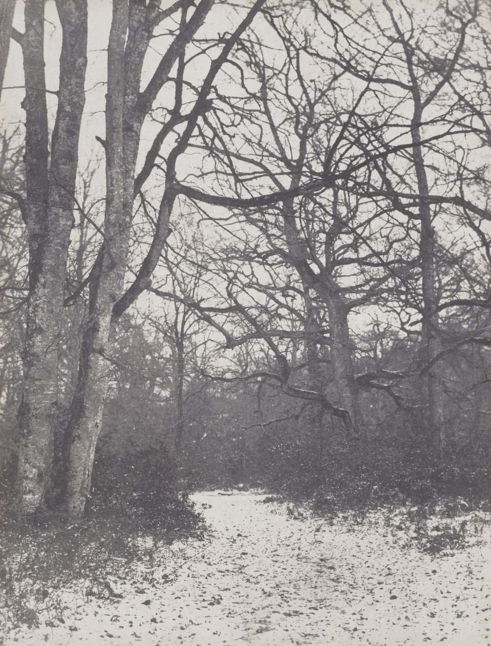 Vägen i skogen av Eugène Cuvelier