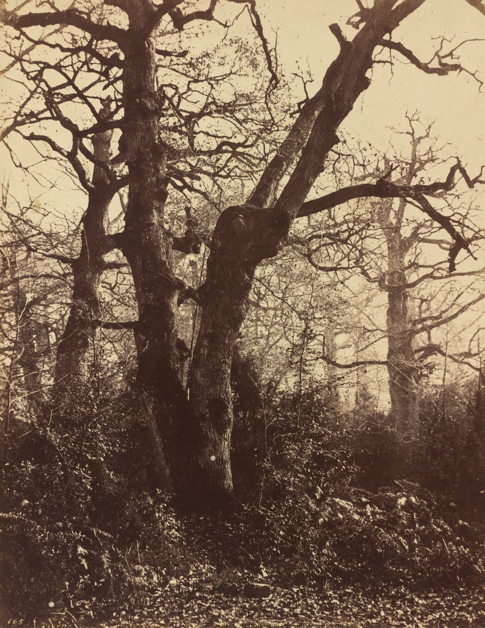 Trädstudie, Fontainebleau av Eugène Cuvelier