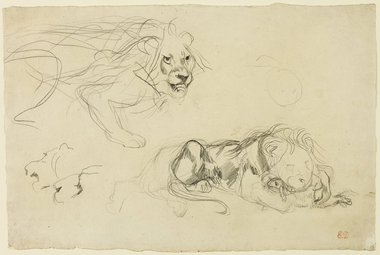Studier av Lions av Eugène Delacroix