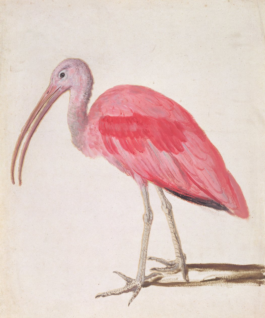 Porträtt av en Scarlet Ibis Bird (olja på papper) av European School