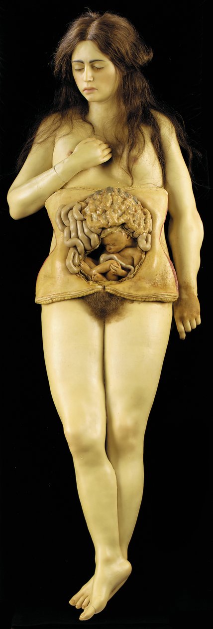Anatomisk modell av en äggstocksgraviditet av European School