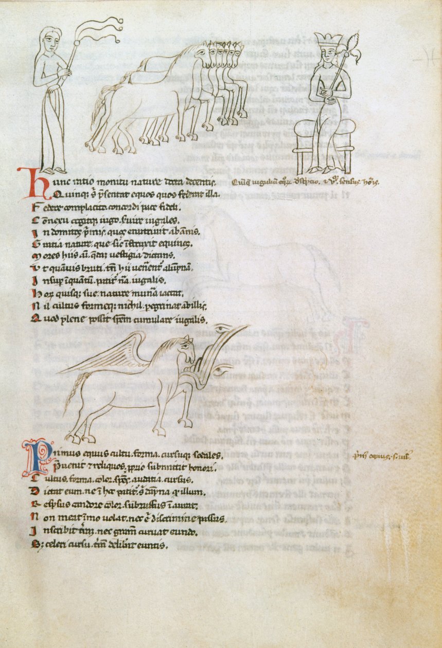 Bestiary: the Horse (bläck på veläng) av European School
