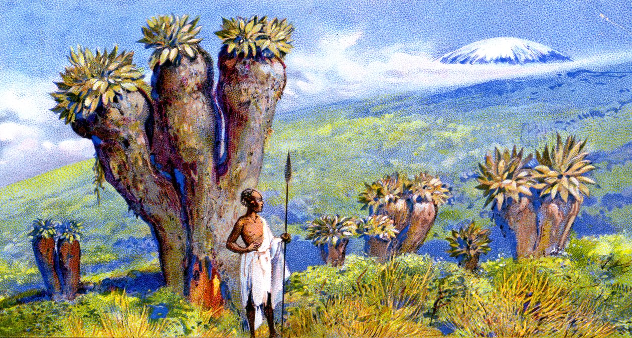 Jättelik jordmandel, Kilimanjaro, Afrika av European School