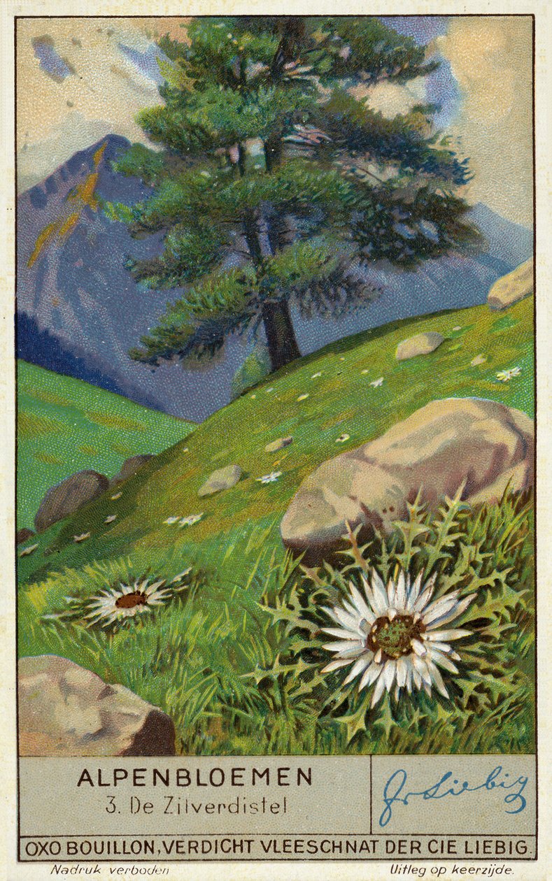 Silvertistel (chromolitho) av European School