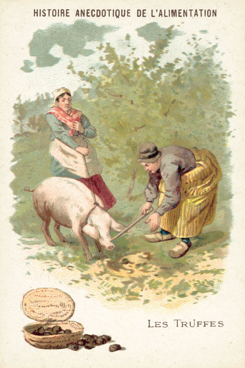 Tryffel (chromolitho) av European School