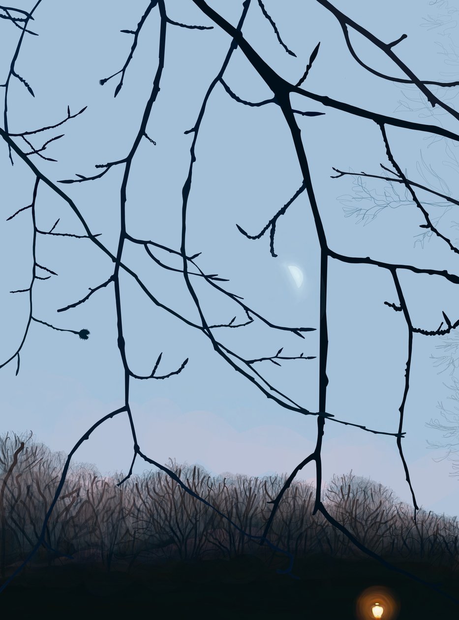 Grenar, gryning, Prospect Park (digital konst) av Evan Sklar