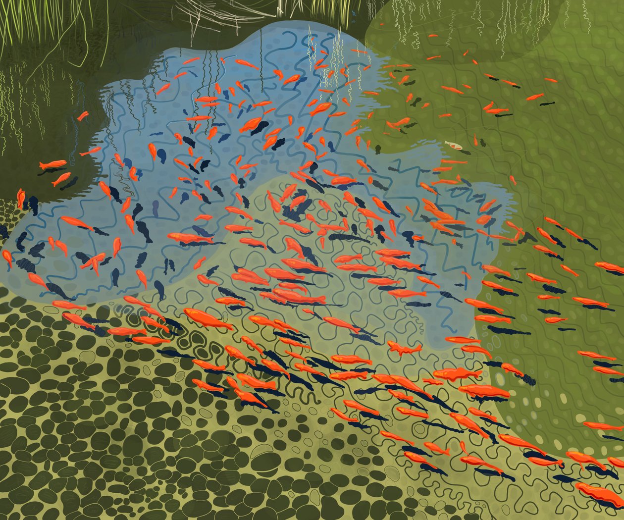 Coy-damm i botanisk trädgård (digital konst) av Evan Sklar
