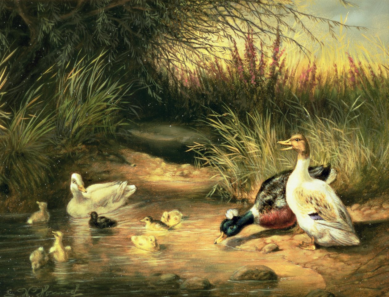 Ankor, Drake och Ducklings av Ewald Honnef