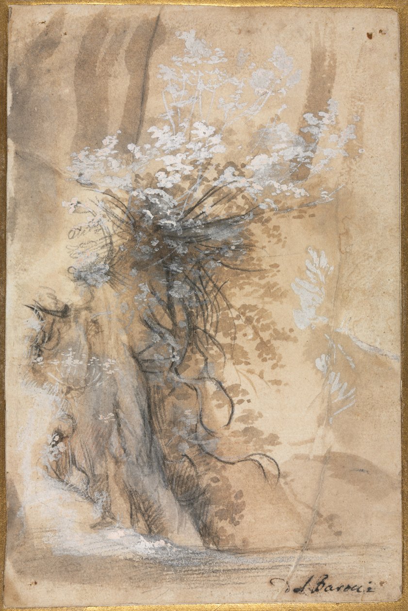 Blommande buske ovanför en eroderad bank, 1565-1570. av Federico Barocci