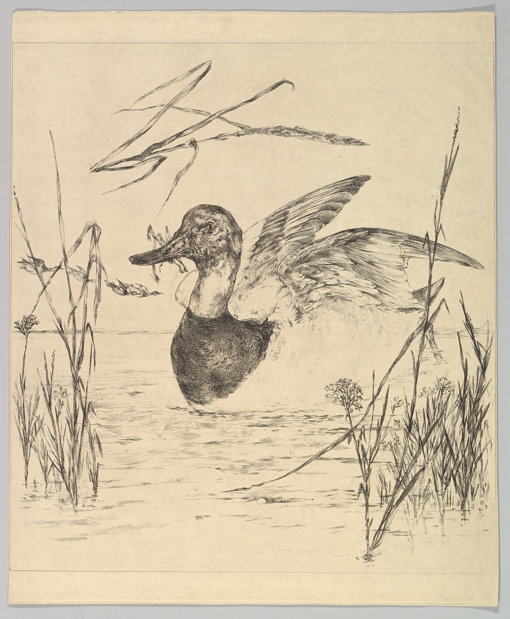 Anka, 1850-1914. av Felix Bracquemond