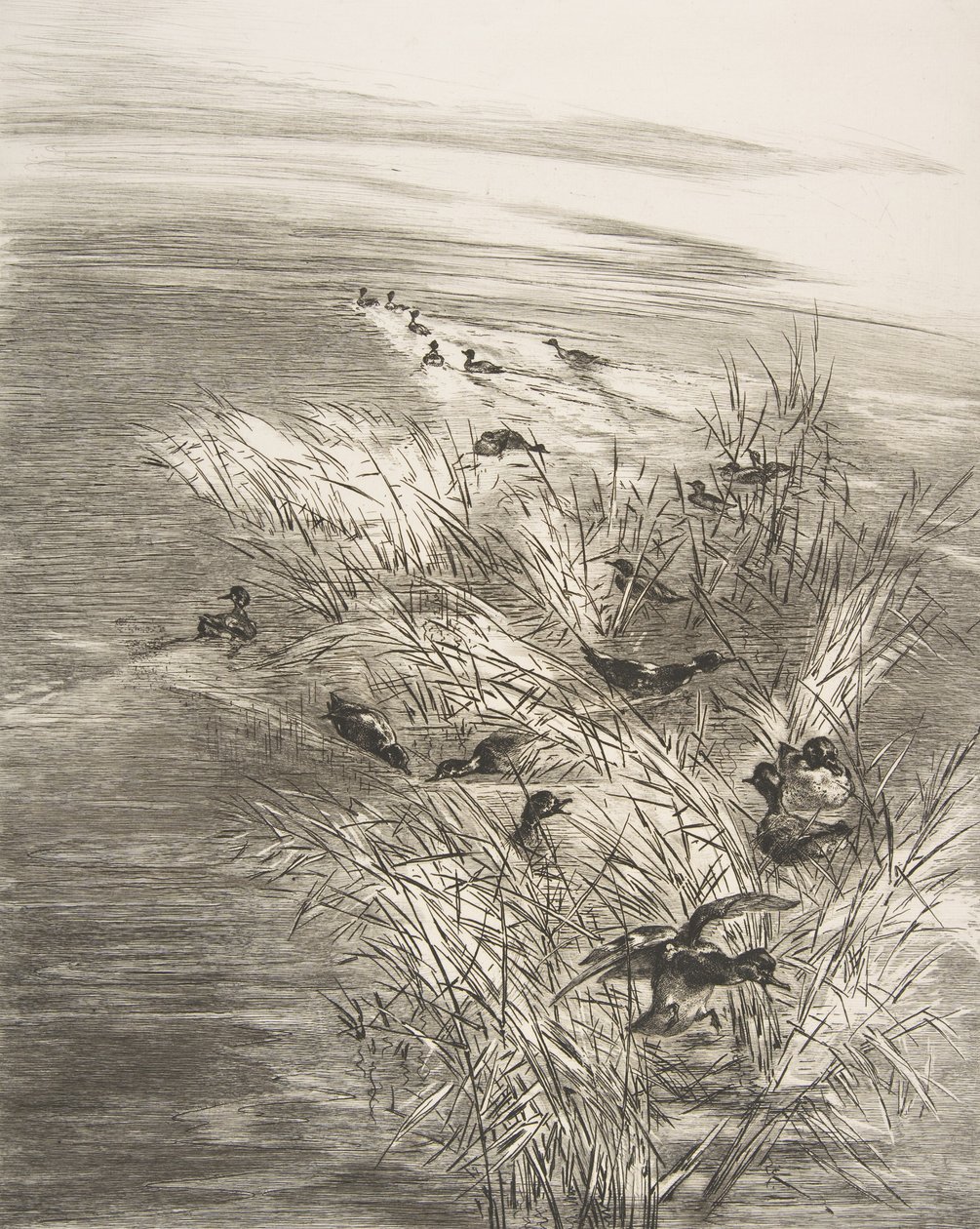 Vass och krickor, 1882. av Felix Bracquemond