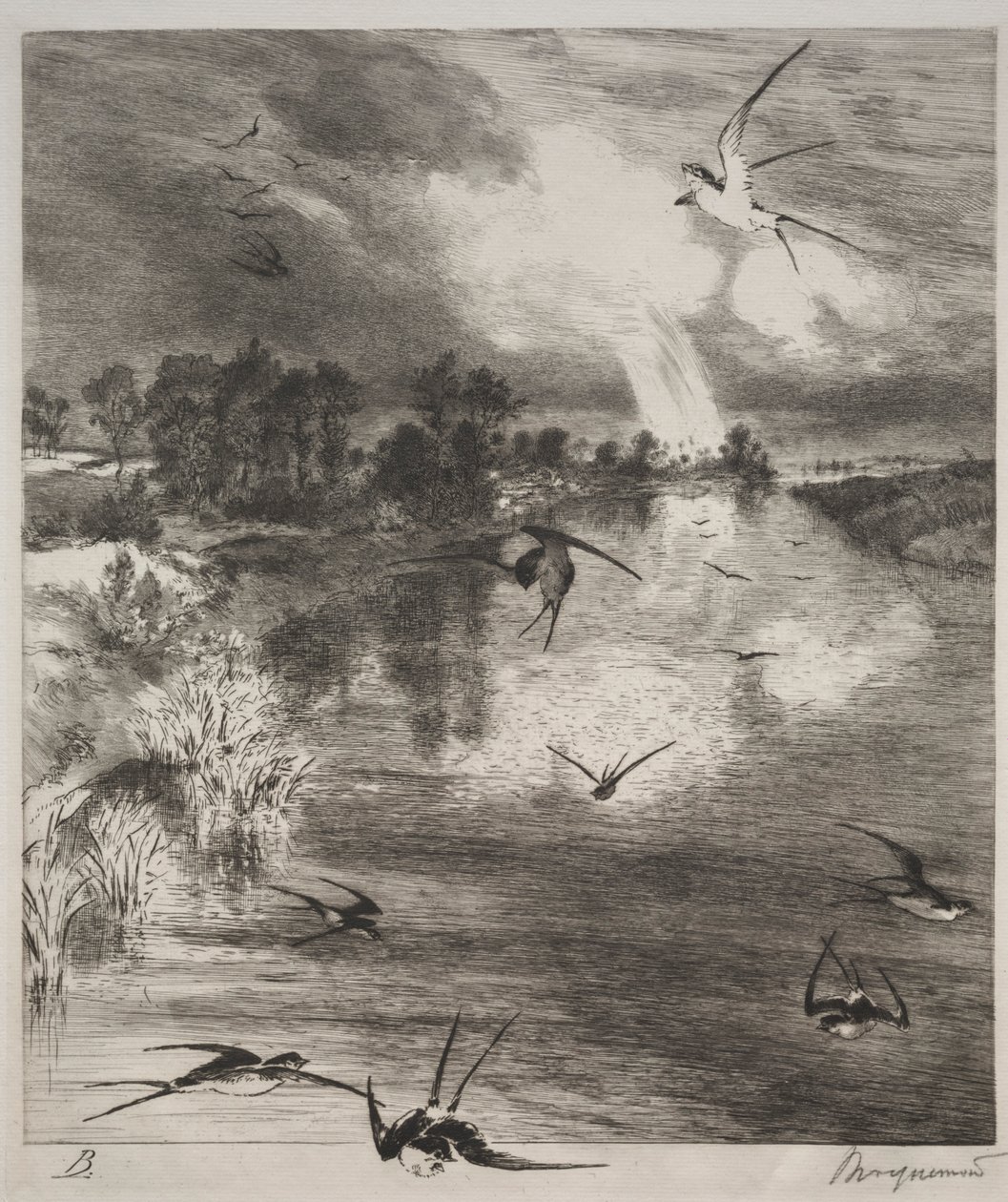 Svalor, 1882. av Felix Bracquemond