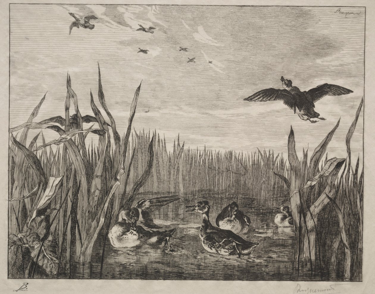 Kricka, 1853. av Felix Bracquemond