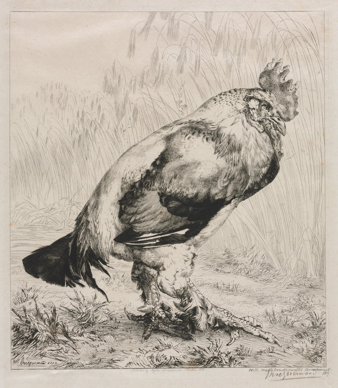 Den gamla hanen, 1882. av Felix Bracquemond
