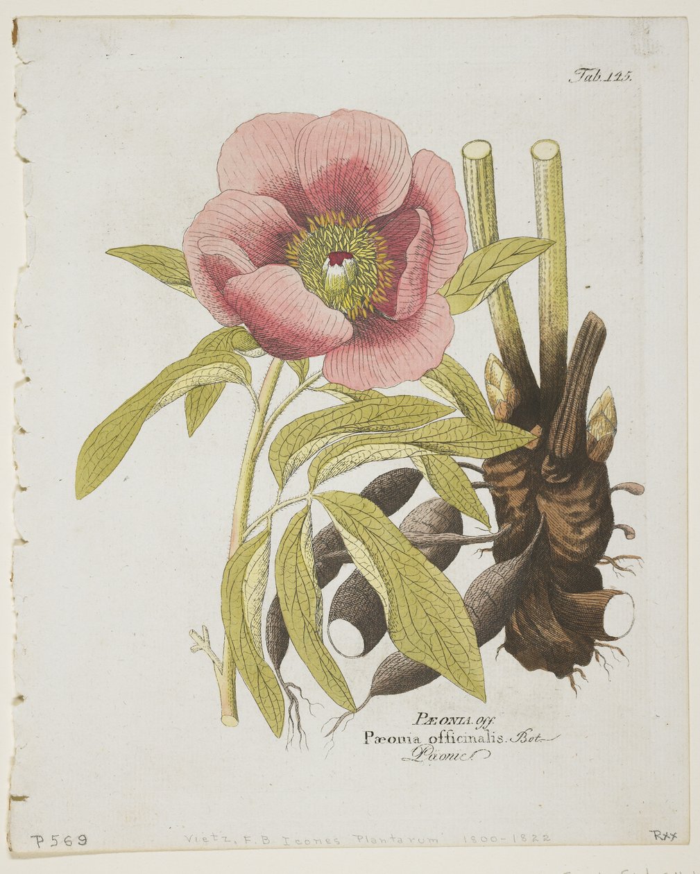 Paeonie, från Icones Plantarum Medico-Oeconomico-Technologicarum cum Earum Fructus ususque Descriptione, 1804 (handkolorerad gravyr) av Ferdinand Bernhard Vietz