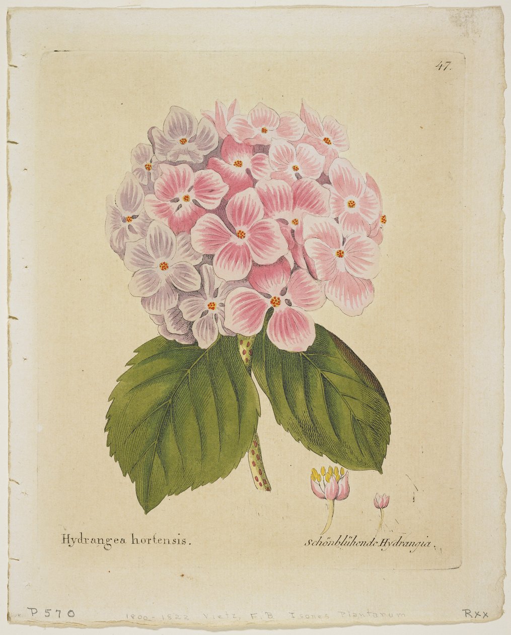 Schonbluhende Hydrangia, från Icons of Plants with their Fruit and Uses in Medico-Economico-Technologica, 1804 (handfärgad gravyr) av Ferdinand Bernhard Vietz