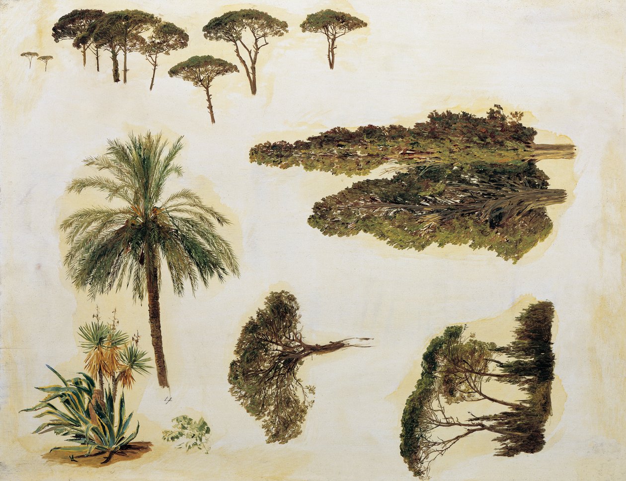 Trädstudier från Rom av Ferdinand Georg Waldmuller