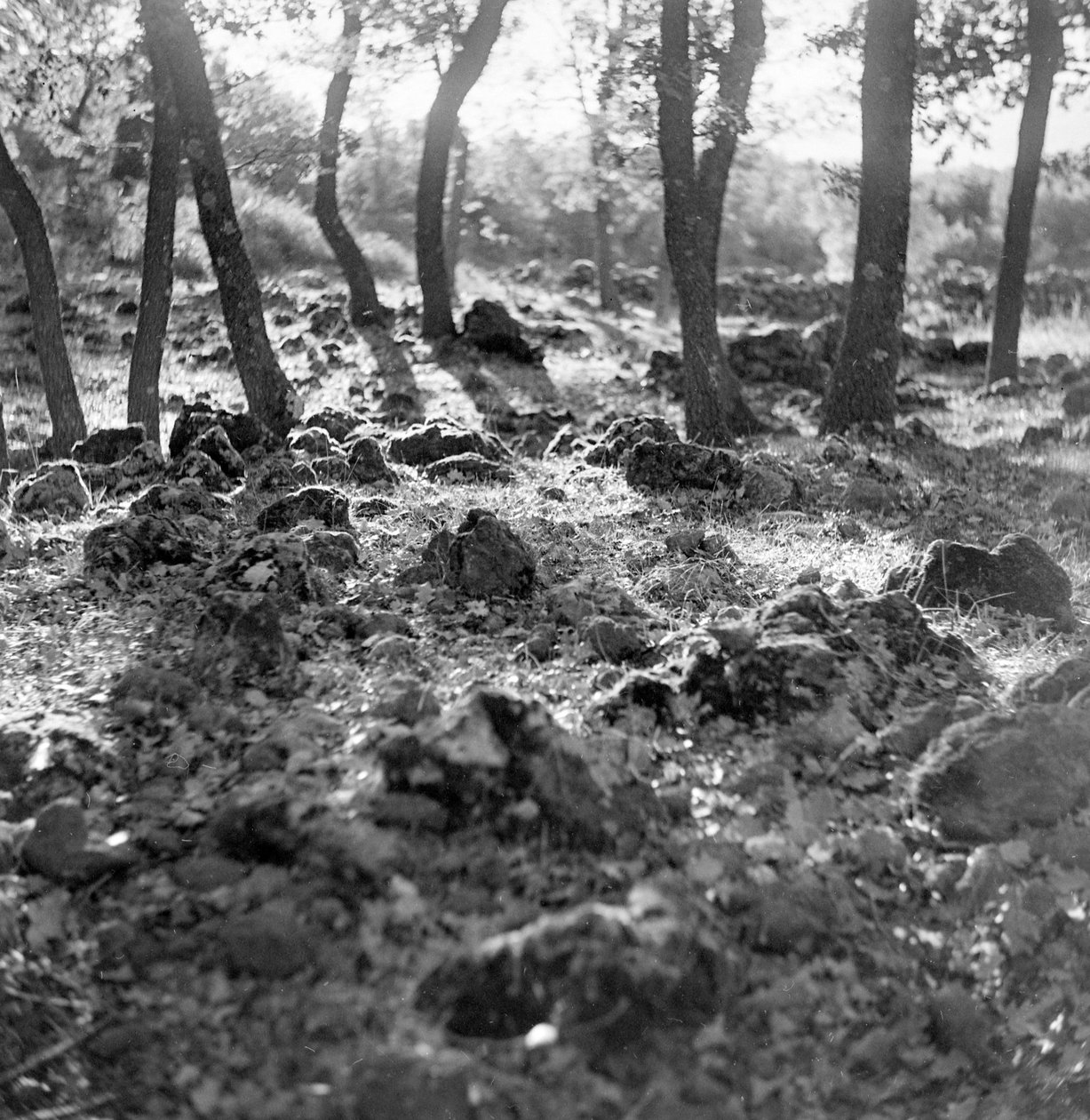 Skog på berget Etna av Fosco Maraini