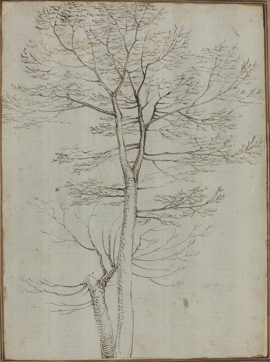 Bare Tree [averso] av Fra Bartolommeo