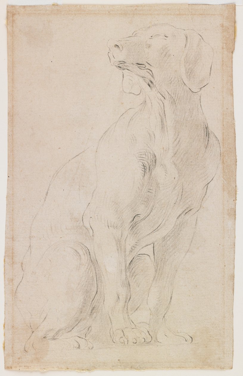 Sittande hund, 1710-15 (svart krita på papper) av Francesco Solimena