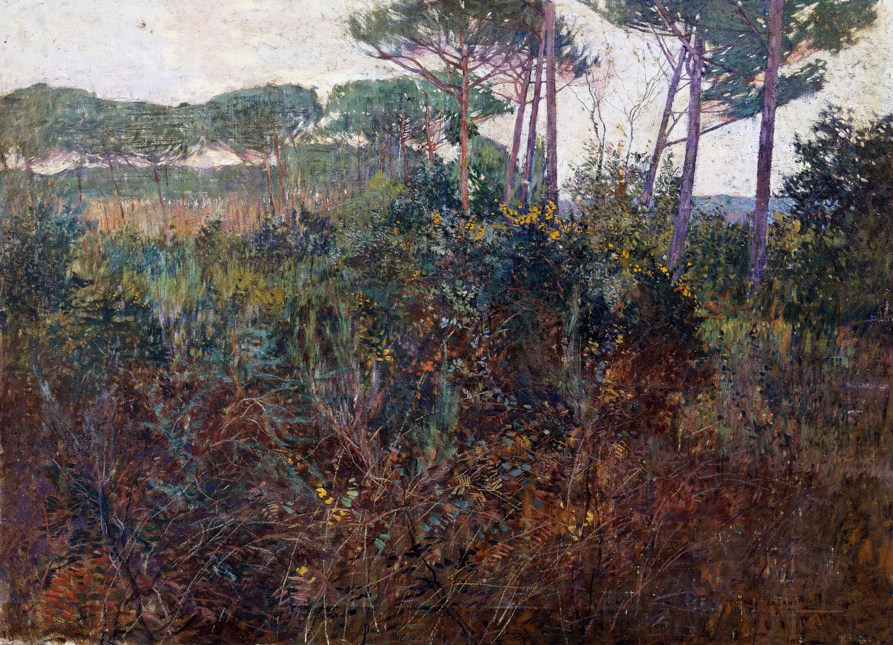 Pinewoods i Torre del Lago av Francesco Fanelli