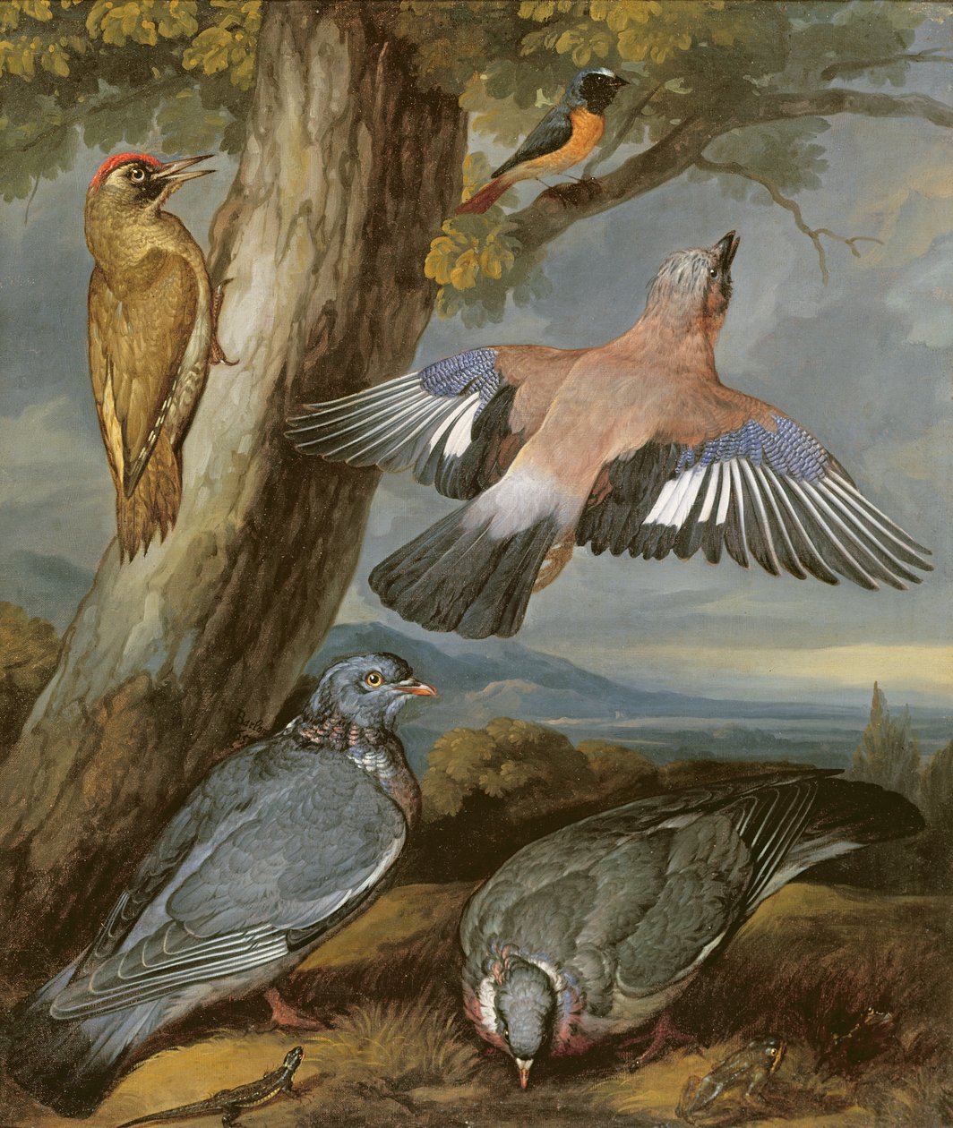 Jay, grön hackspett, duvor och rödstjärt, ca 1650 av Francis Barlow