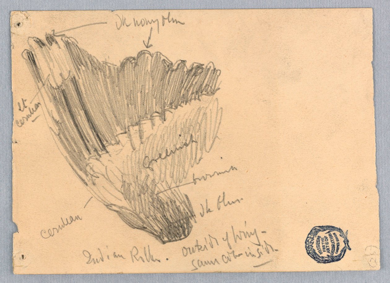 Skiss av en vinge av Francis Augustus Lathrop