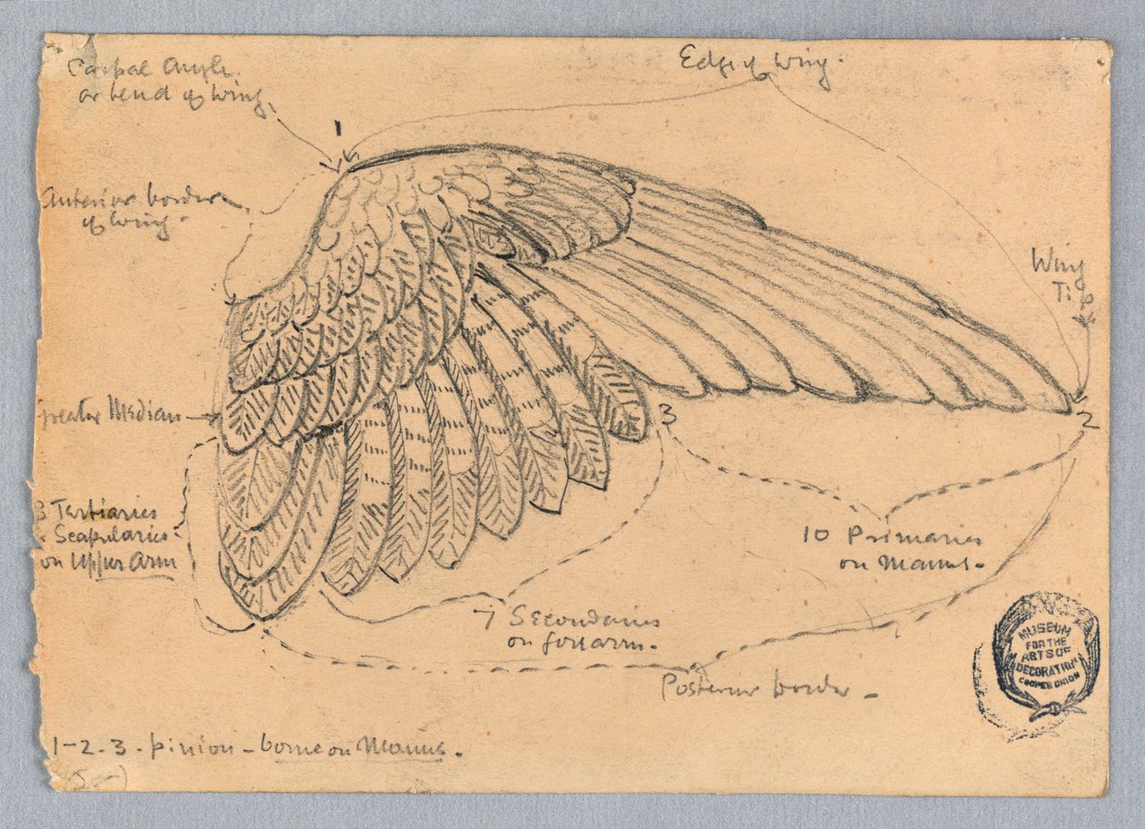 Studie av en vinge av Francis Augustus Lathrop