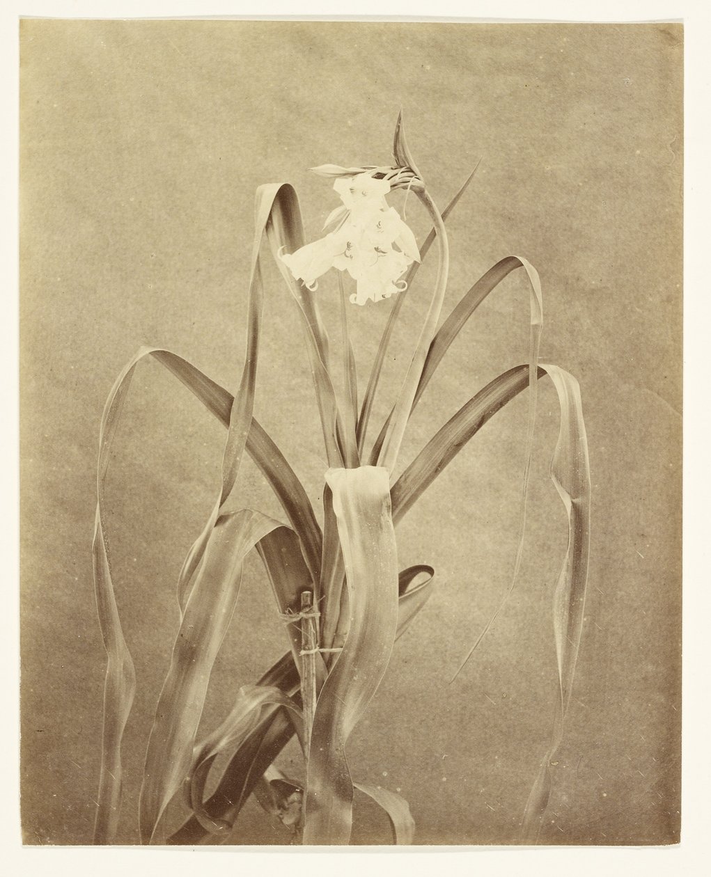 [Blommor] av Francis Edmond Currey