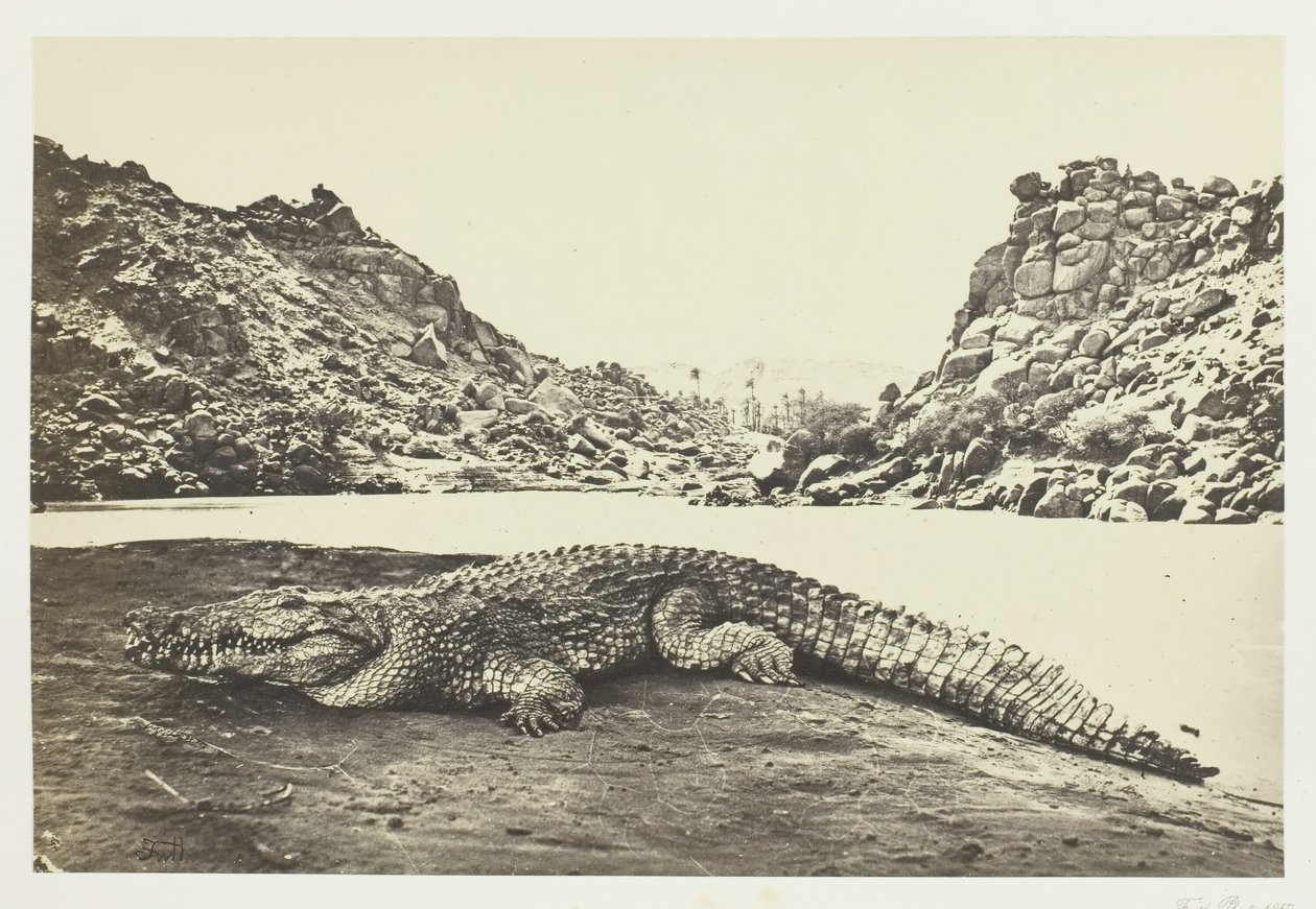 Krokodil på en sandbank, 1857. av Francis Frith