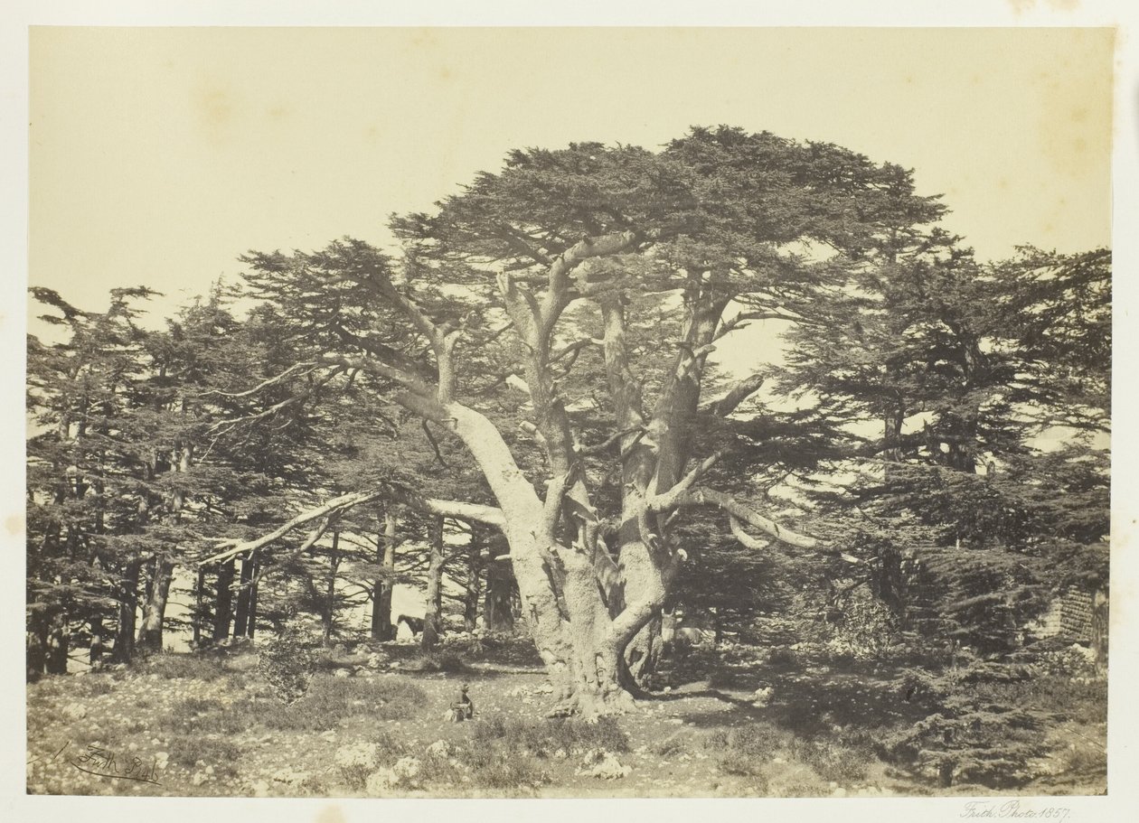 Den största av cederträden, Mount Lebanon av Francis Frith