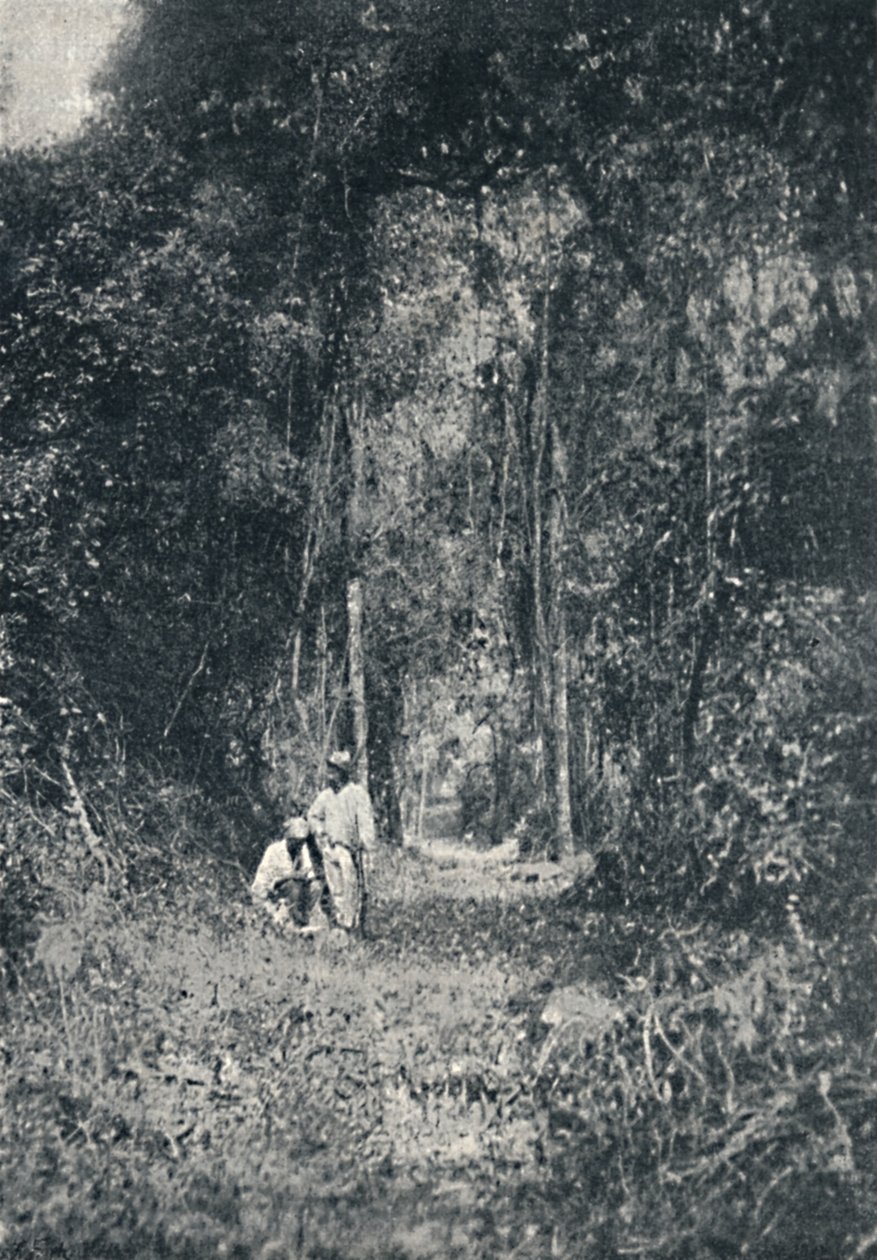 Alto Parana Highway, 1895 av Francisco Henszler