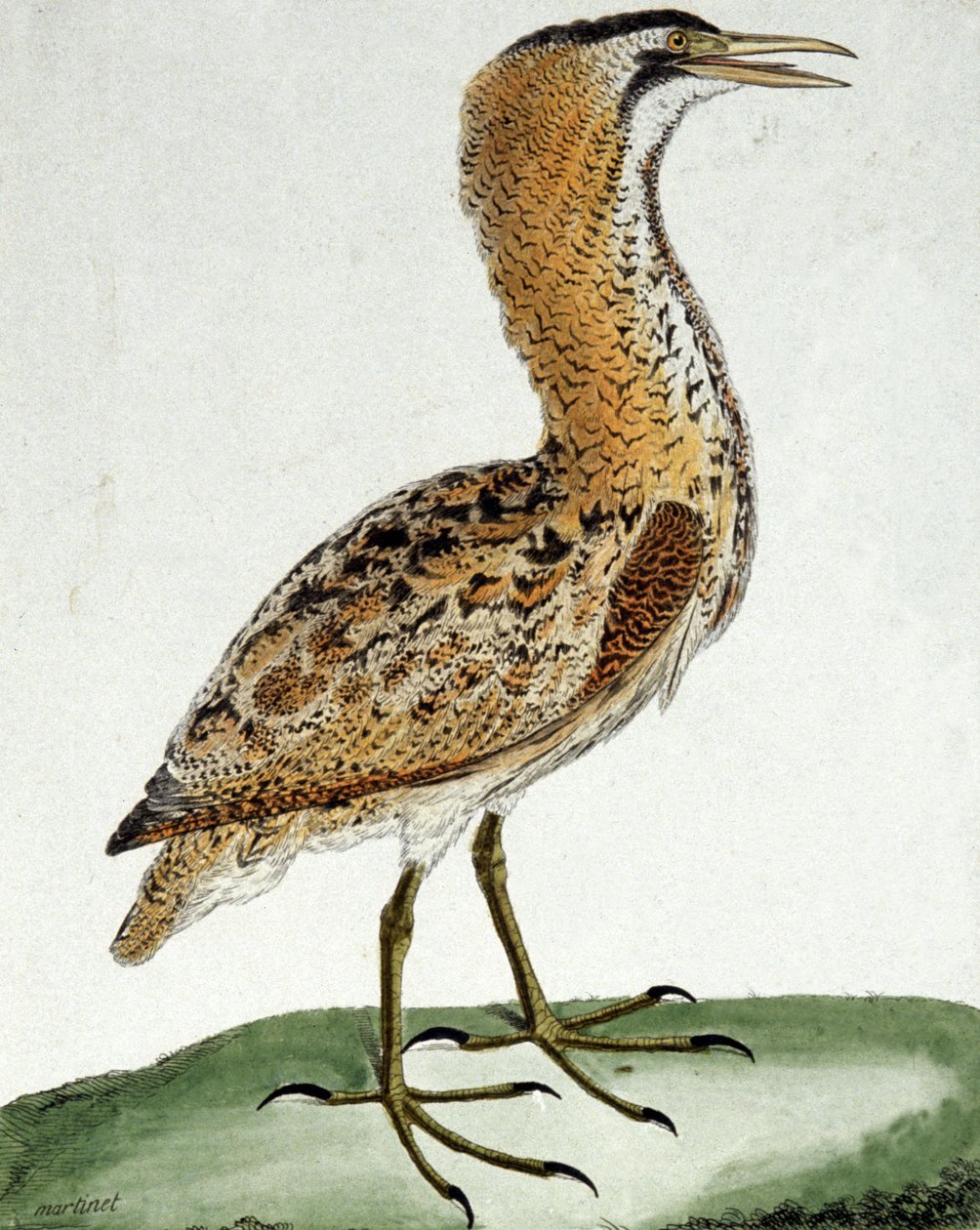 Rördrom av Francois Nicolas Martinet