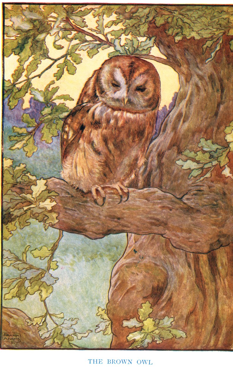 The Brown Owl, illustration från "Country Ways and Country Days" av Frank Adams