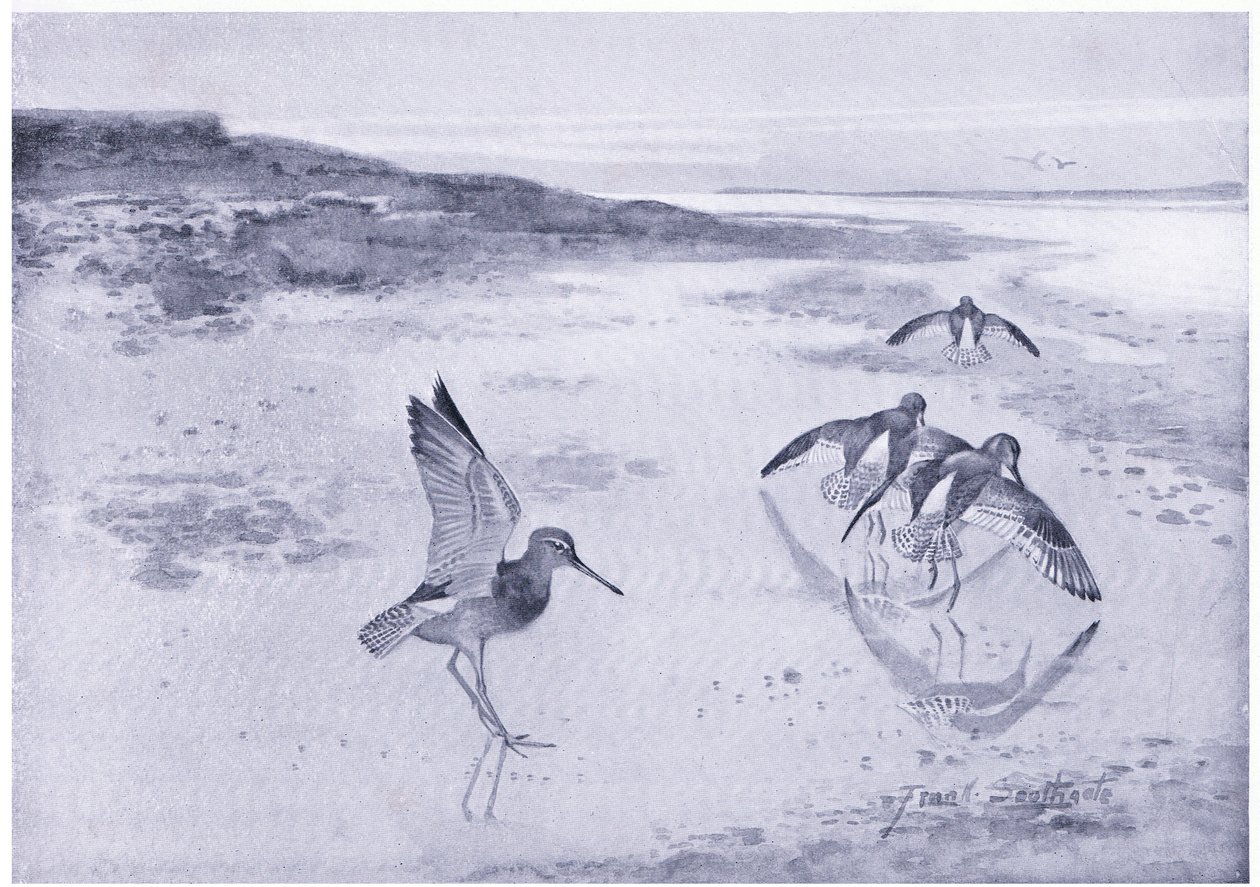Den försiktiga Redshank av Frank Southgate