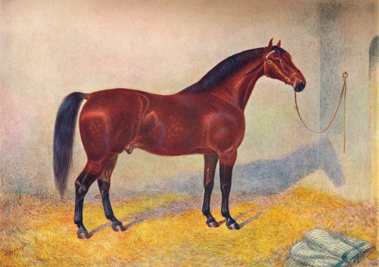 Cleveland Bay-hingsten Sultan, c1902 c1910 av Frank Babbage