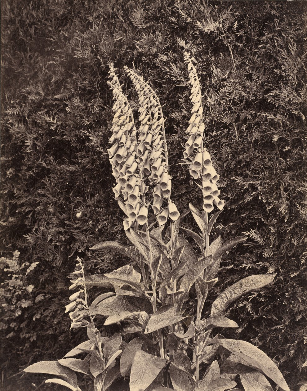 Fingerborgsblommor,ca. 1860-talet (foto) av Frank Mason Good