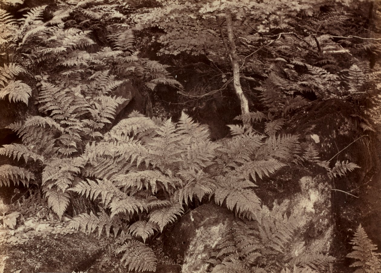 Untitled Fern Study, sent 1870-tal. av Frank Meadow Sutcliffe