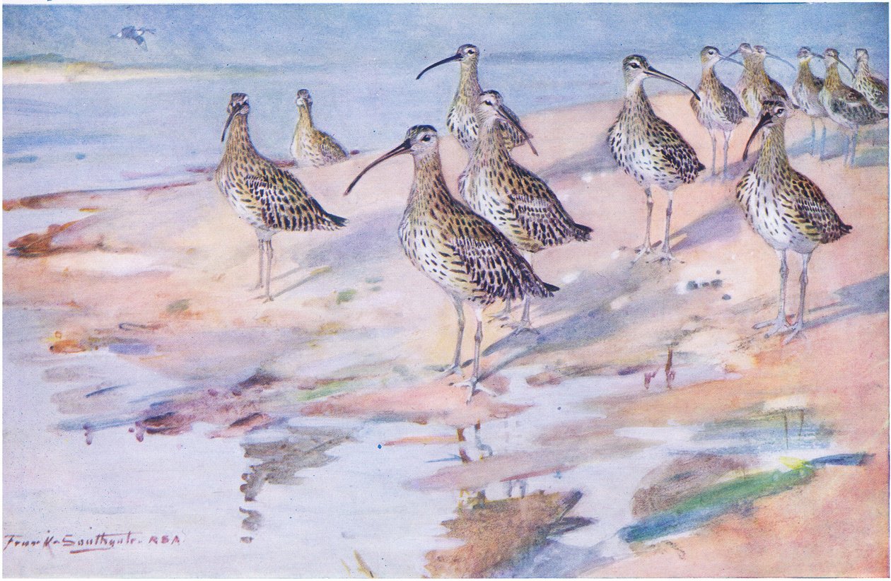 Curlews vid Blakeney Point (litho) av Frank Southgate