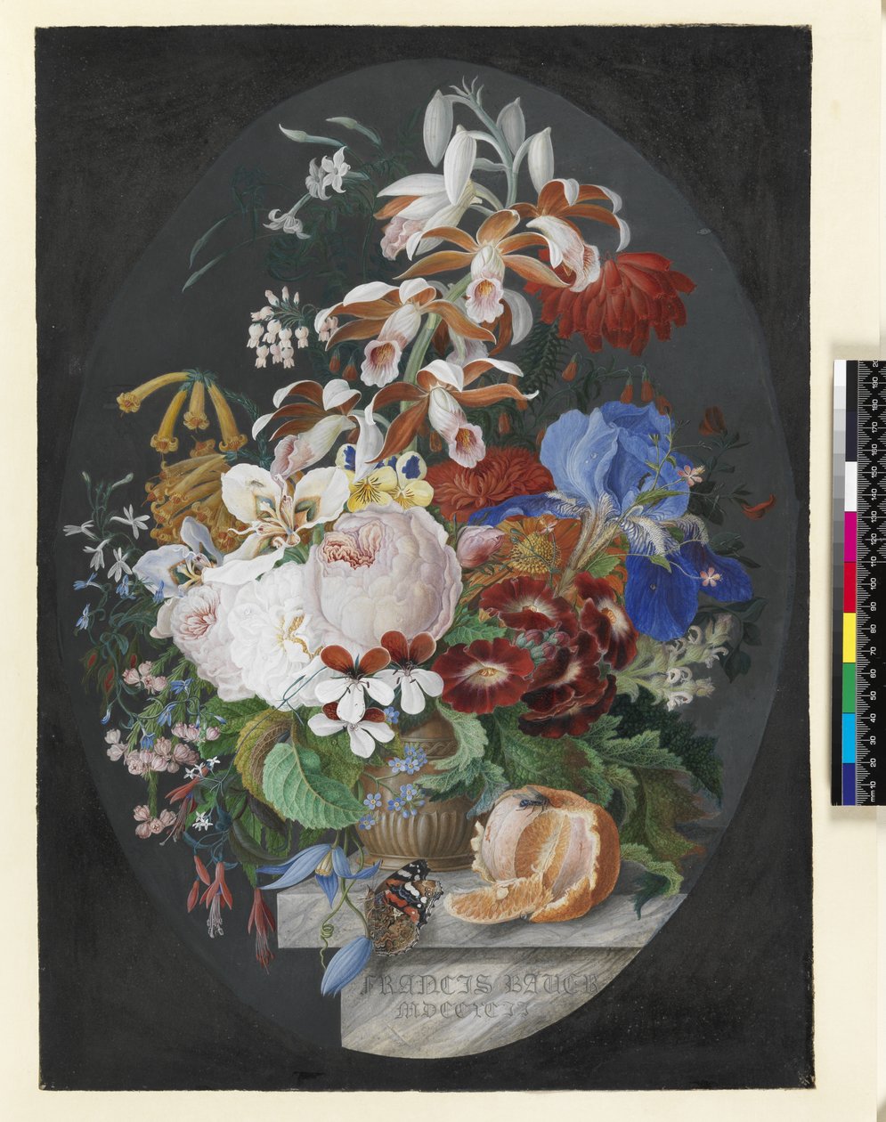 På en marmorkant, en skalad apelsin och en dekorerad brun kruka som innehåller blommor som inkluderar rosor, pelargonium, tropisk orkidé, örtartad klematis med en röd amiralfjäril, 1792 (gouache på vell) av Franz Andreas Bauer
