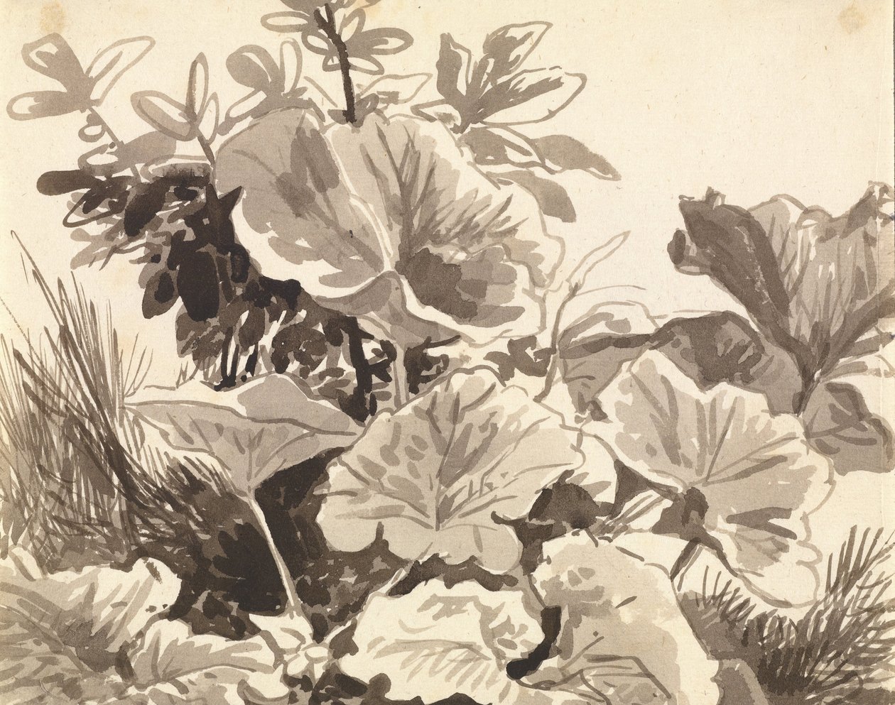 Studie av lövfotsblad av Franz Innocenz Kobell