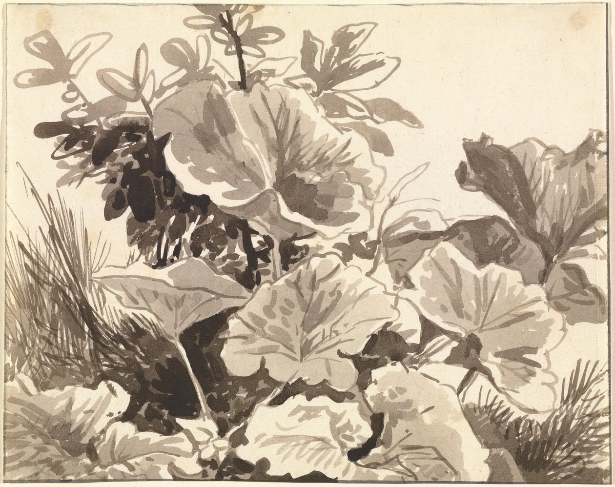 Studie av krolliljans blad av Franz Innocenz Kobell