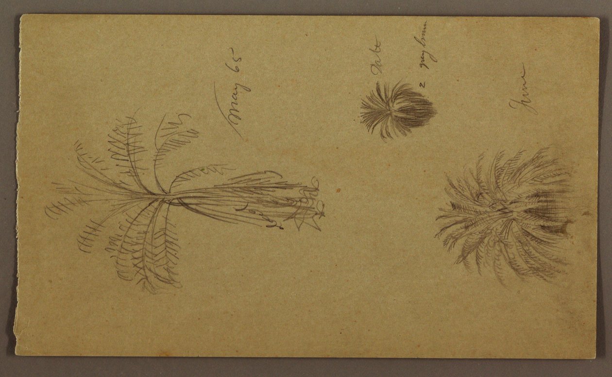 Ritning, botaniska skisser av Frederic Edwin Church
