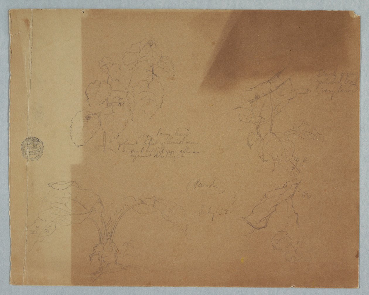 Teckning, botaniska skisser, möjligen Coleus, Pandi, Colombia, juli 1853 av Frederic Edwin Church