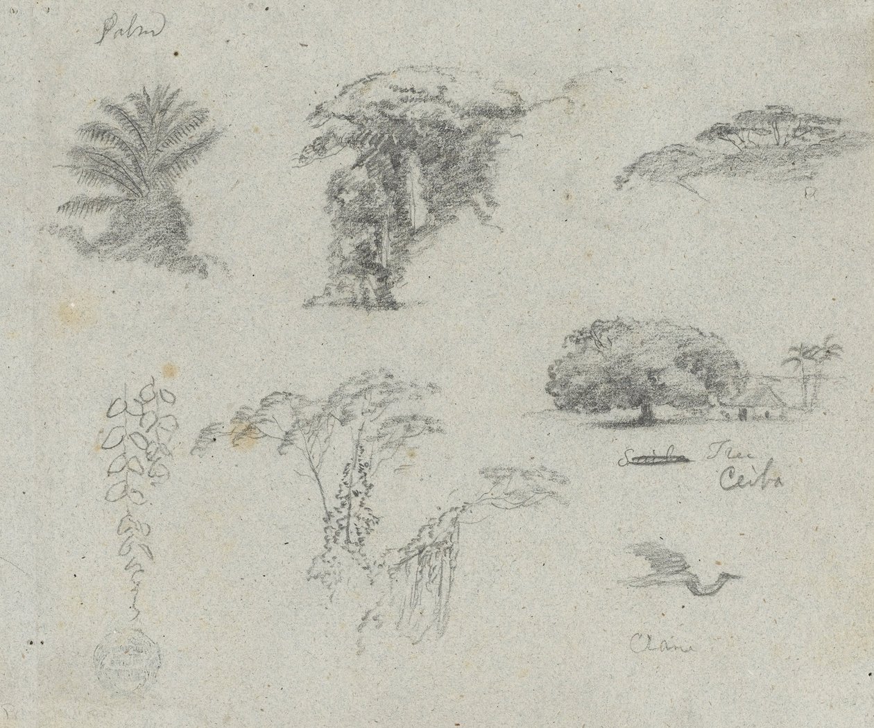 Skisser från Sydamerika. Botaniska skisser. Flygande kran. av Frederic Edwin Church