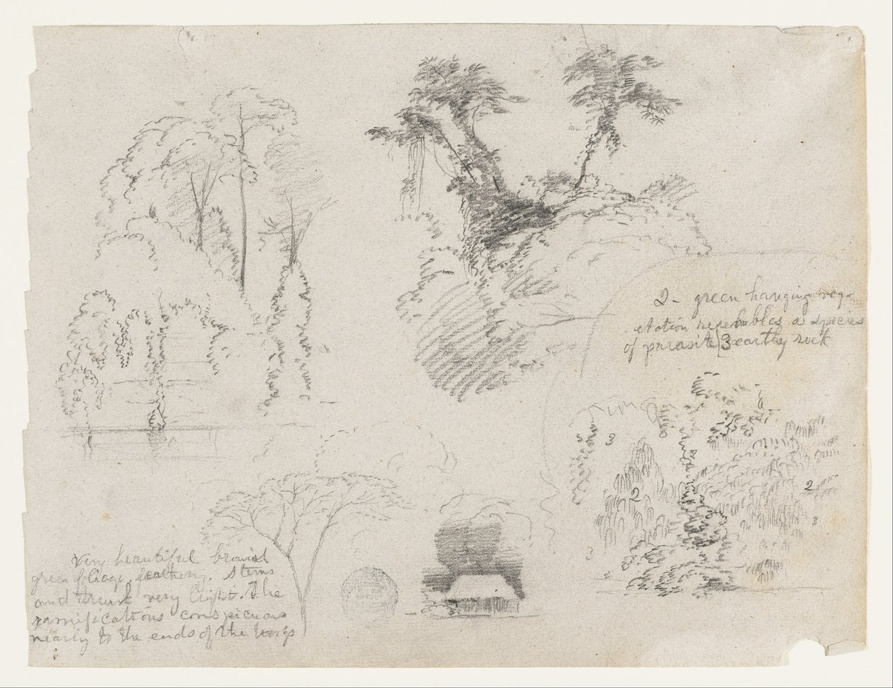 Skisser från Sydamerika, troligen från Colombia. Botaniska skisser. Ett hus. av Frederic Edwin Church