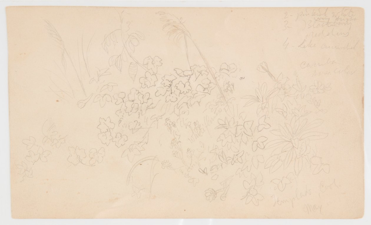 Botaniska skisser av Frederic Edwin Church