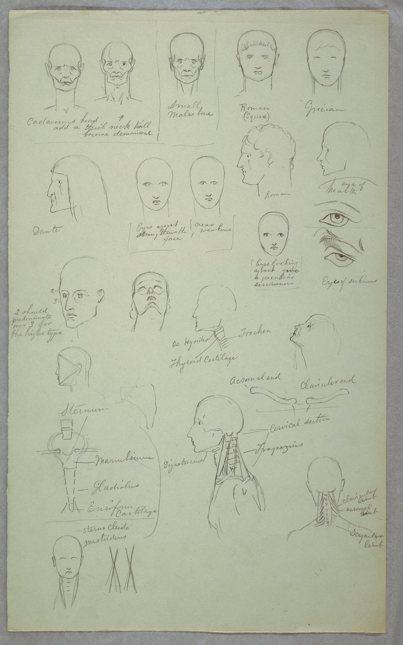 Teckning, Anatomiska studier, 1865-70 av Frederic Edwin Church